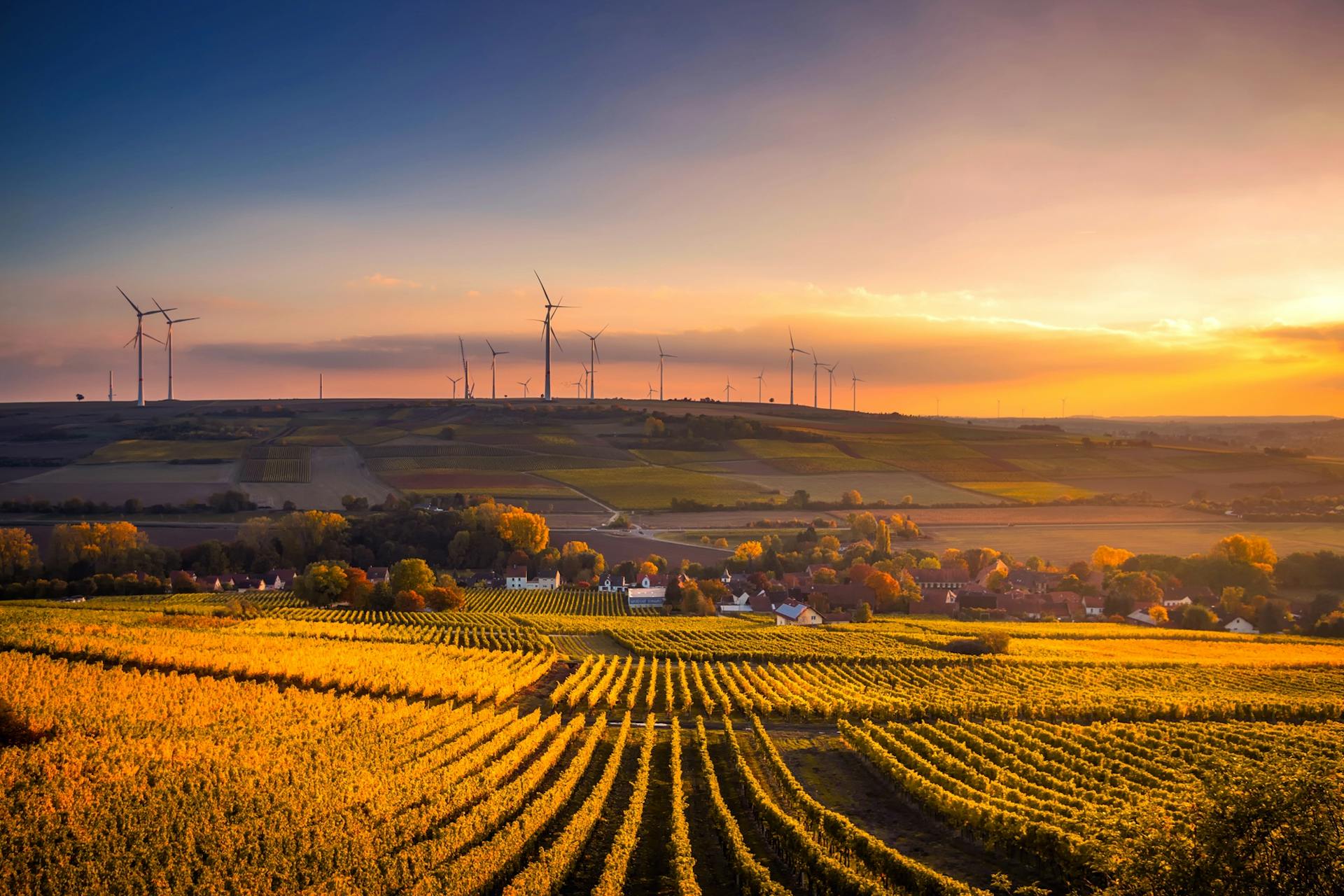 Landscape with vineyards and wind turbines